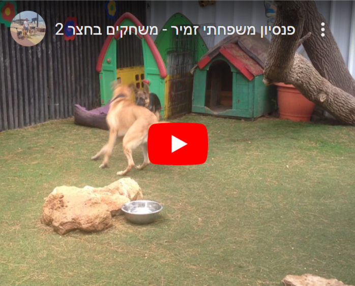 משחקים בחצר, פנסיון לכלבים וחתולים בחיפה