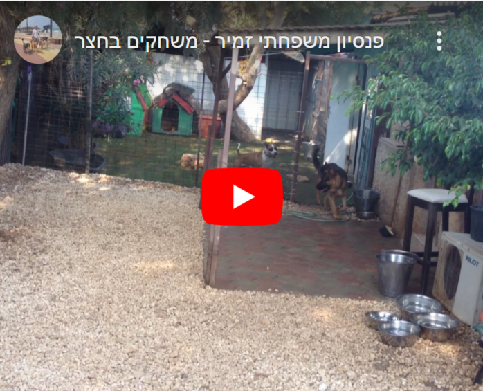 כלבים משחקים בחצר, פנסיון לכלבים בחיפה